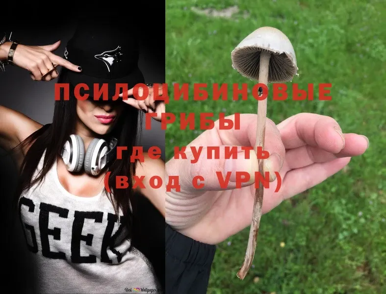 Псилоцибиновые грибы Cubensis  Асино 