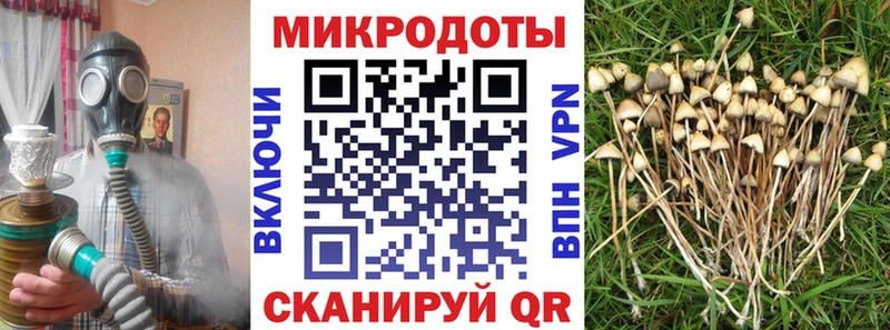 Галлюциногенные грибы Psilocybe Асино